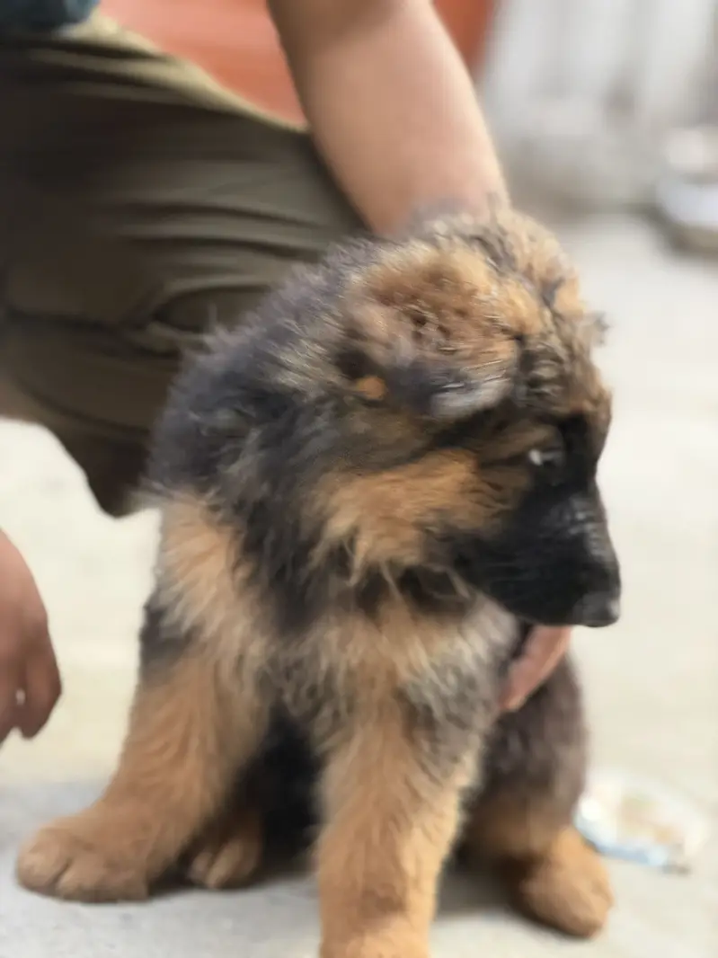 German shepherd — photo 3