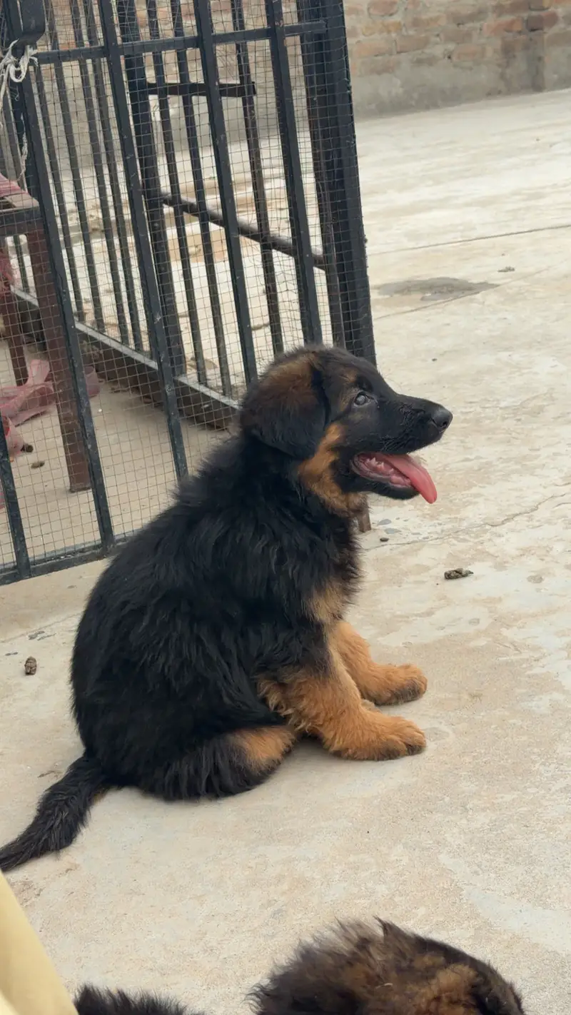 German shepherd — photo 6