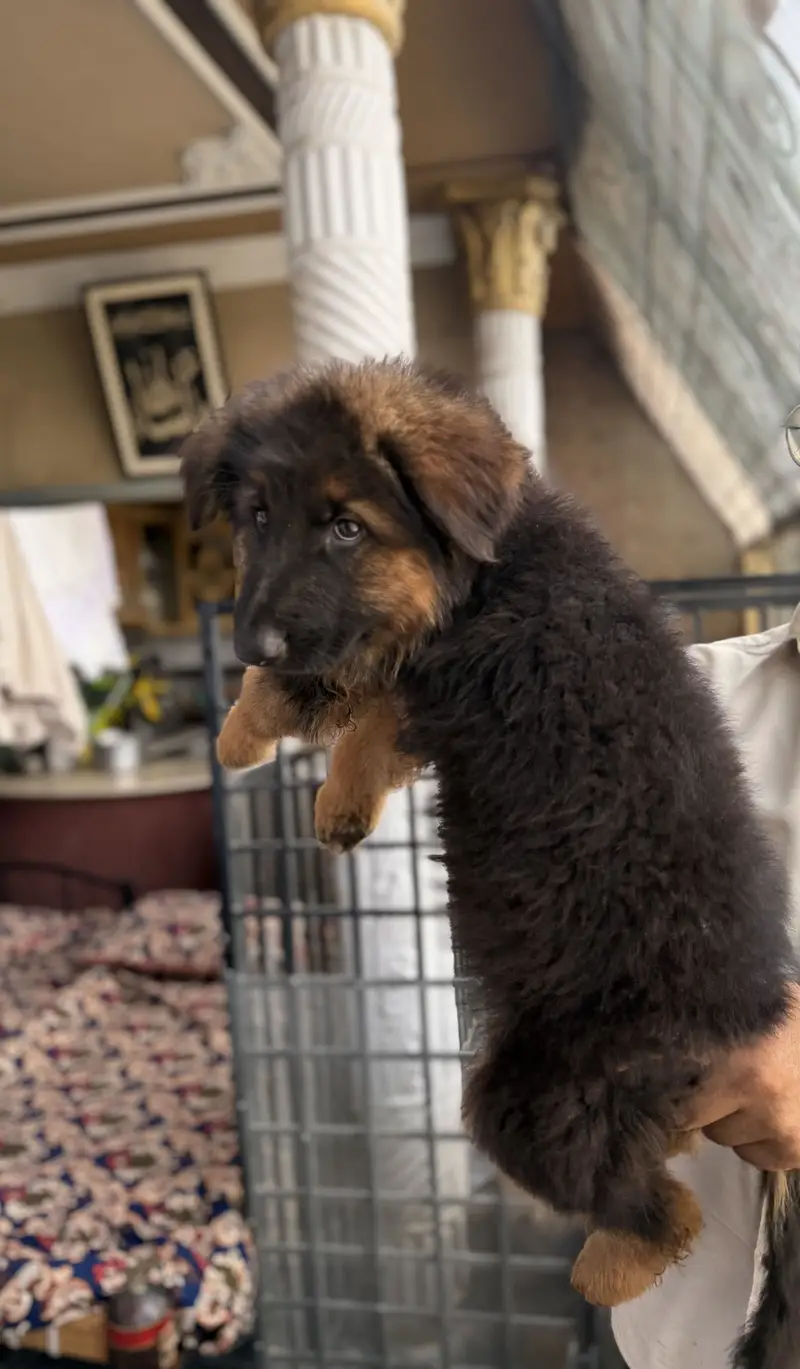 German shepherd — photo 7