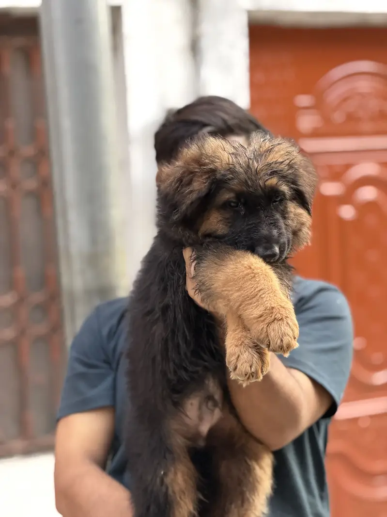 German shepherd — photo 9