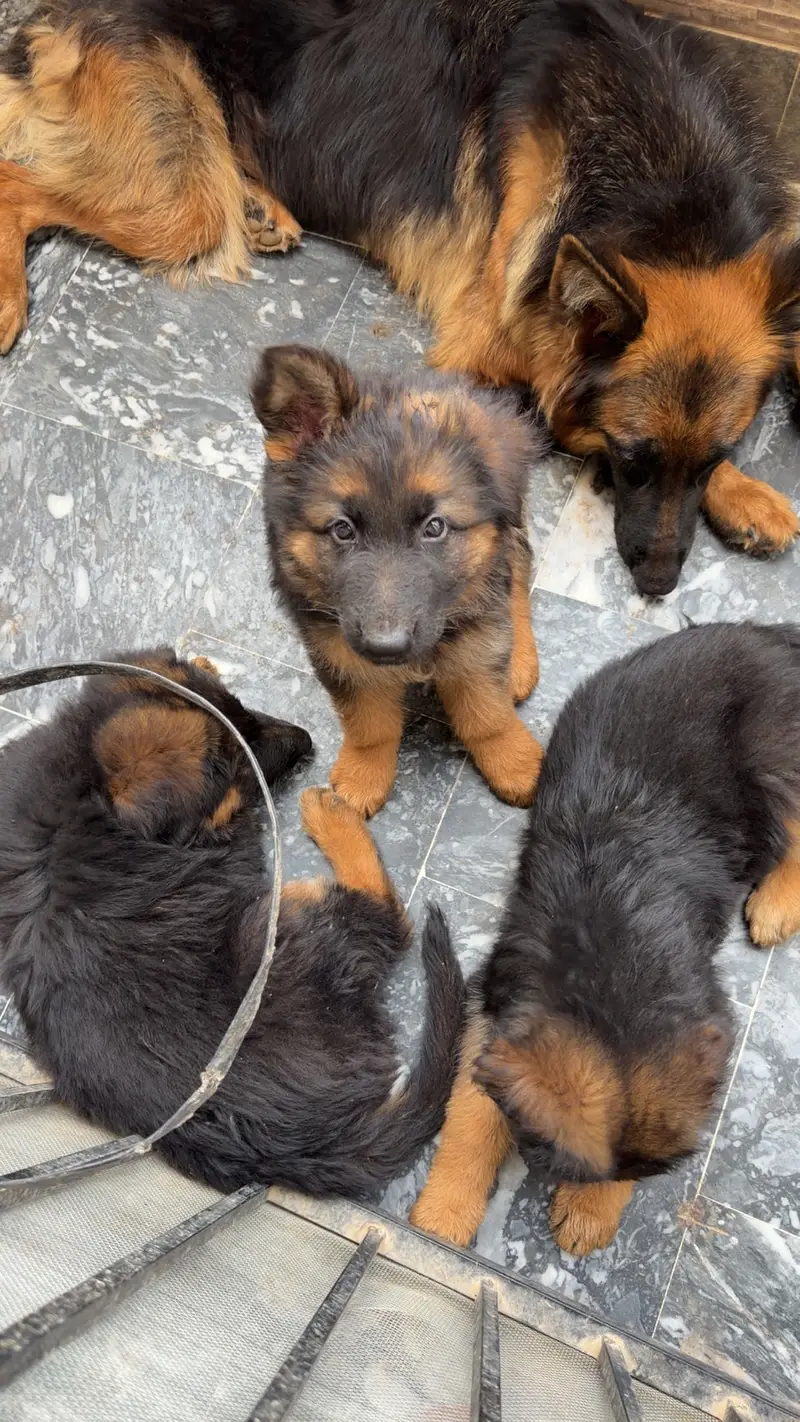 German shepherd — photo 10