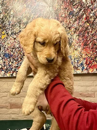 Golden Retriever Pedigreed pups