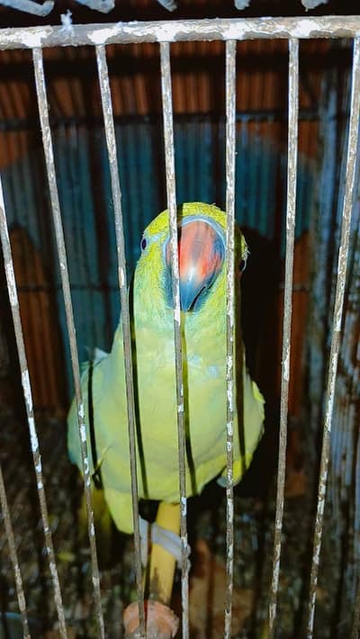 Green paroot 123