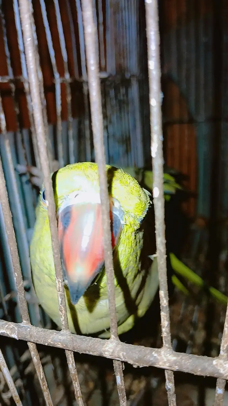 Green paroot 123 — photo 2