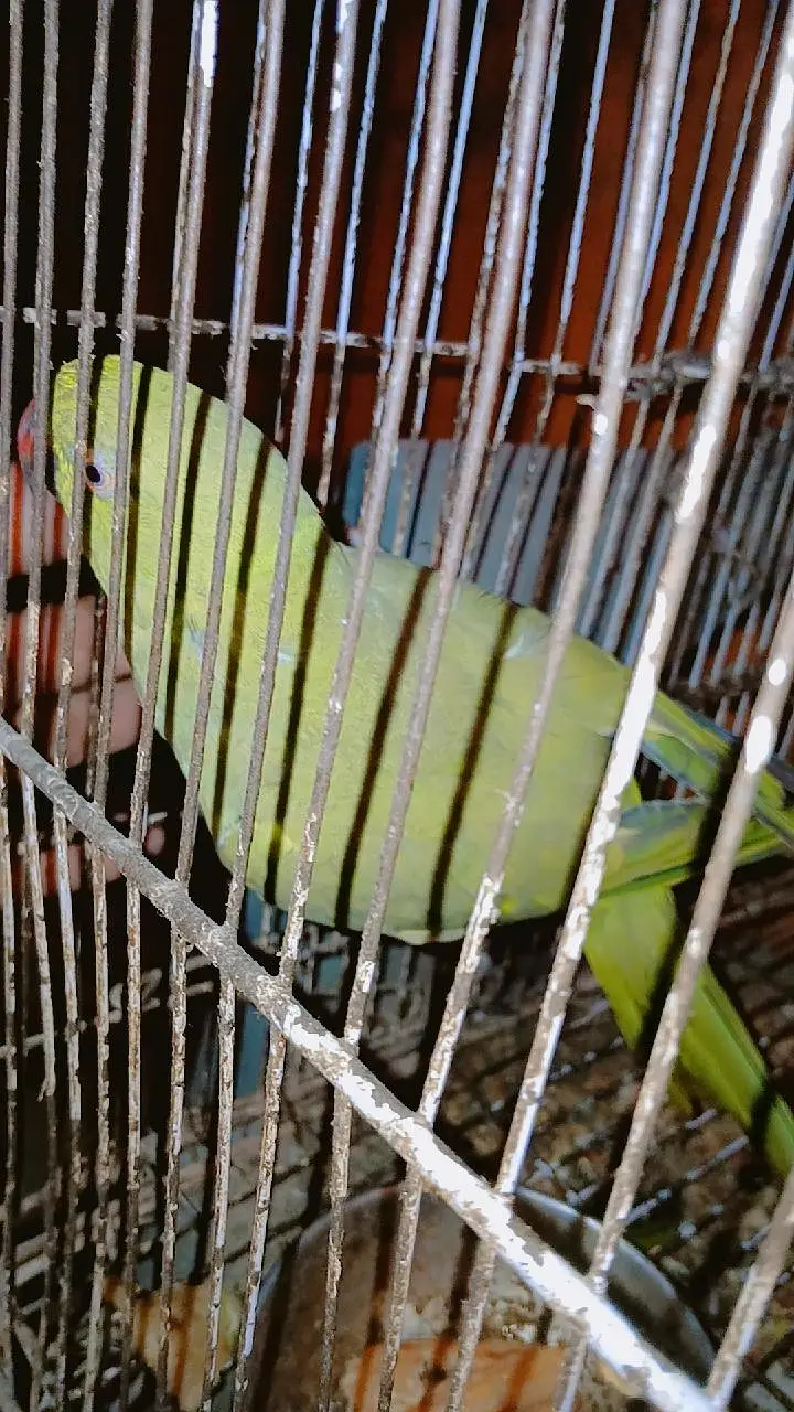 Green paroot 123 — photo 3