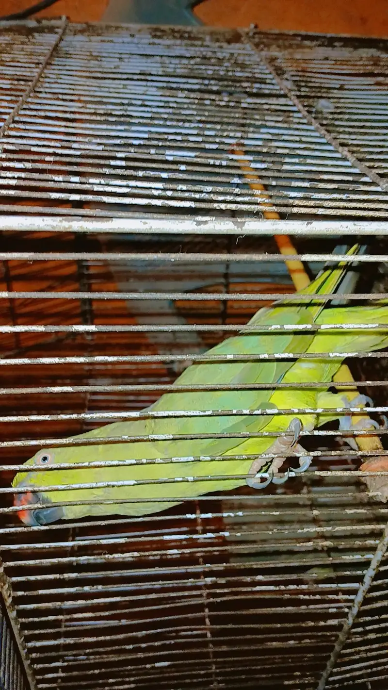Green paroot 123 — photo 4
