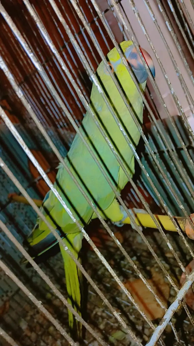 Green paroot 123 — photo 5