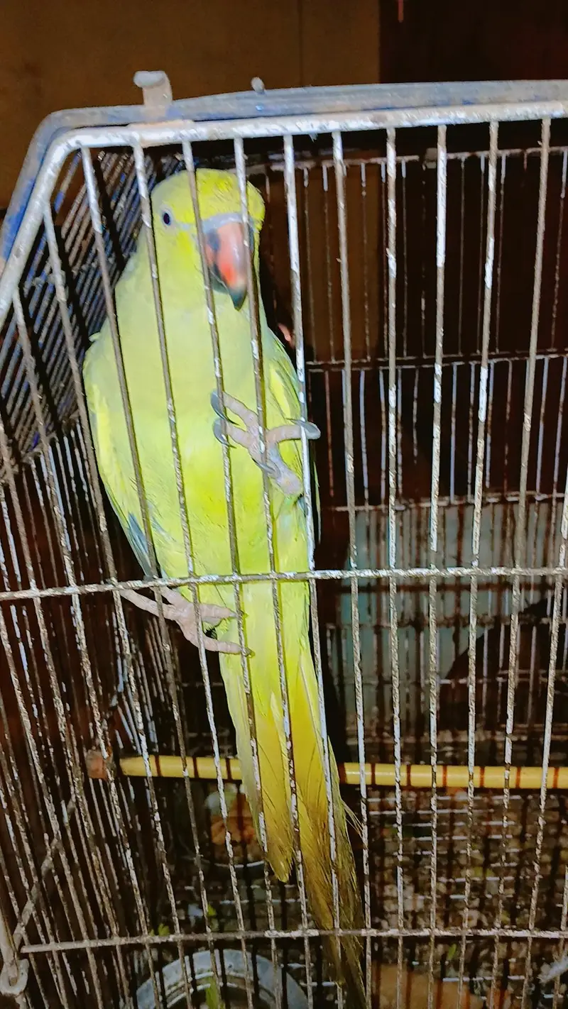 Green paroot 123 — photo 6