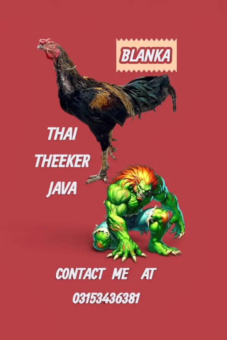Thai aseel — photo 4