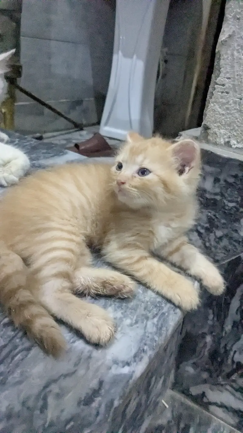 only Hafizabad wala rabata kar — photo 3