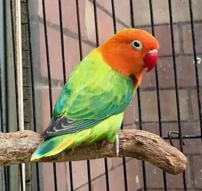 top quality green opaline split ino possible yellow face