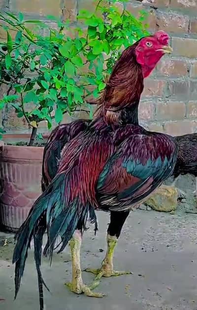 Top Quality Aseel Murga