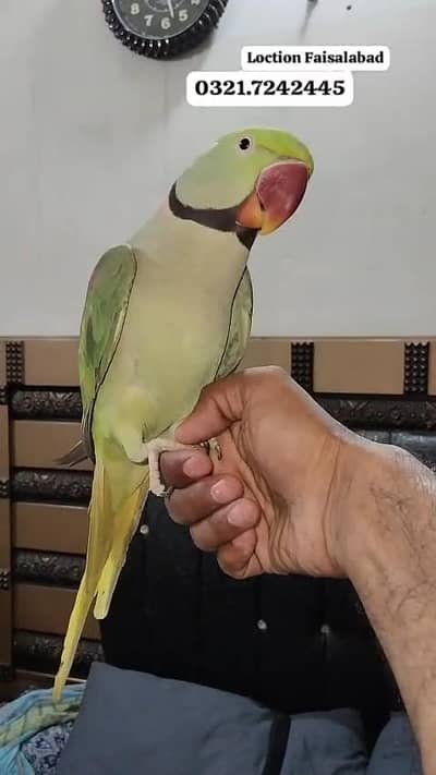 Raw and Green cheek canoure