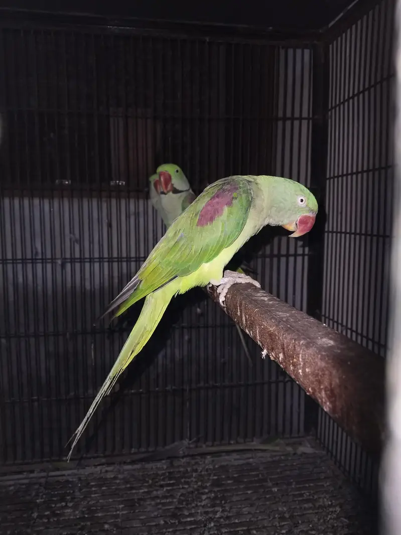 Raw and Green cheek canoure — photo 3