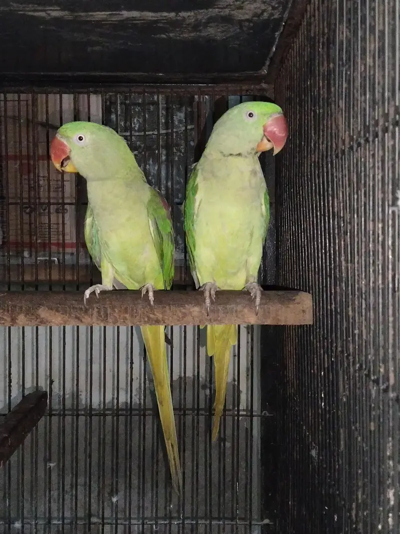 Raw and Green cheek canoure — photo 6