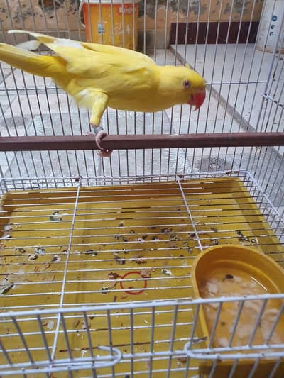 talking parrot