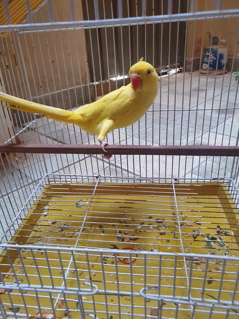 talking parrot — photo 2