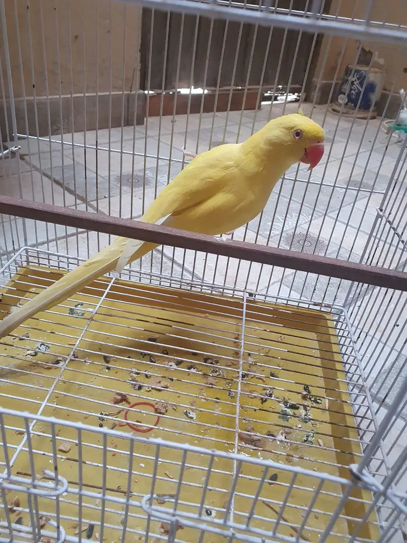 talking parrot — photo 3