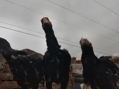 Aseel Murgha jori