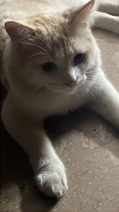 Male cat