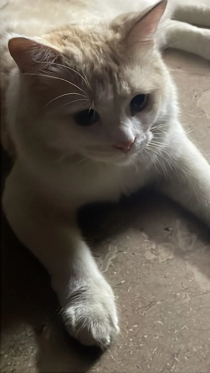 Male cat