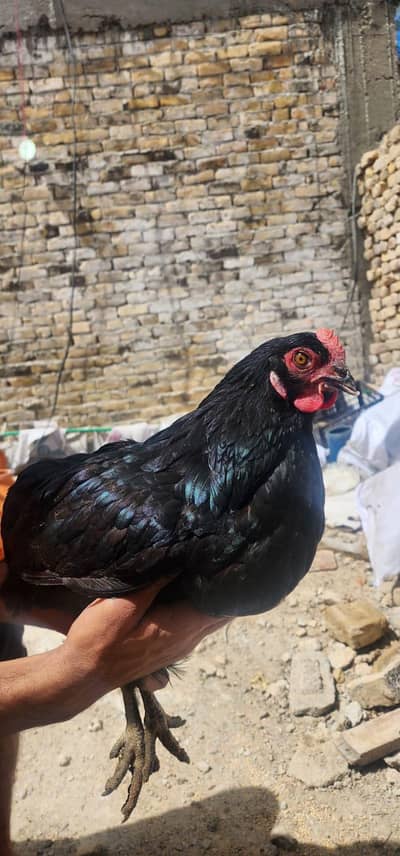 luhman black hen 364 egg