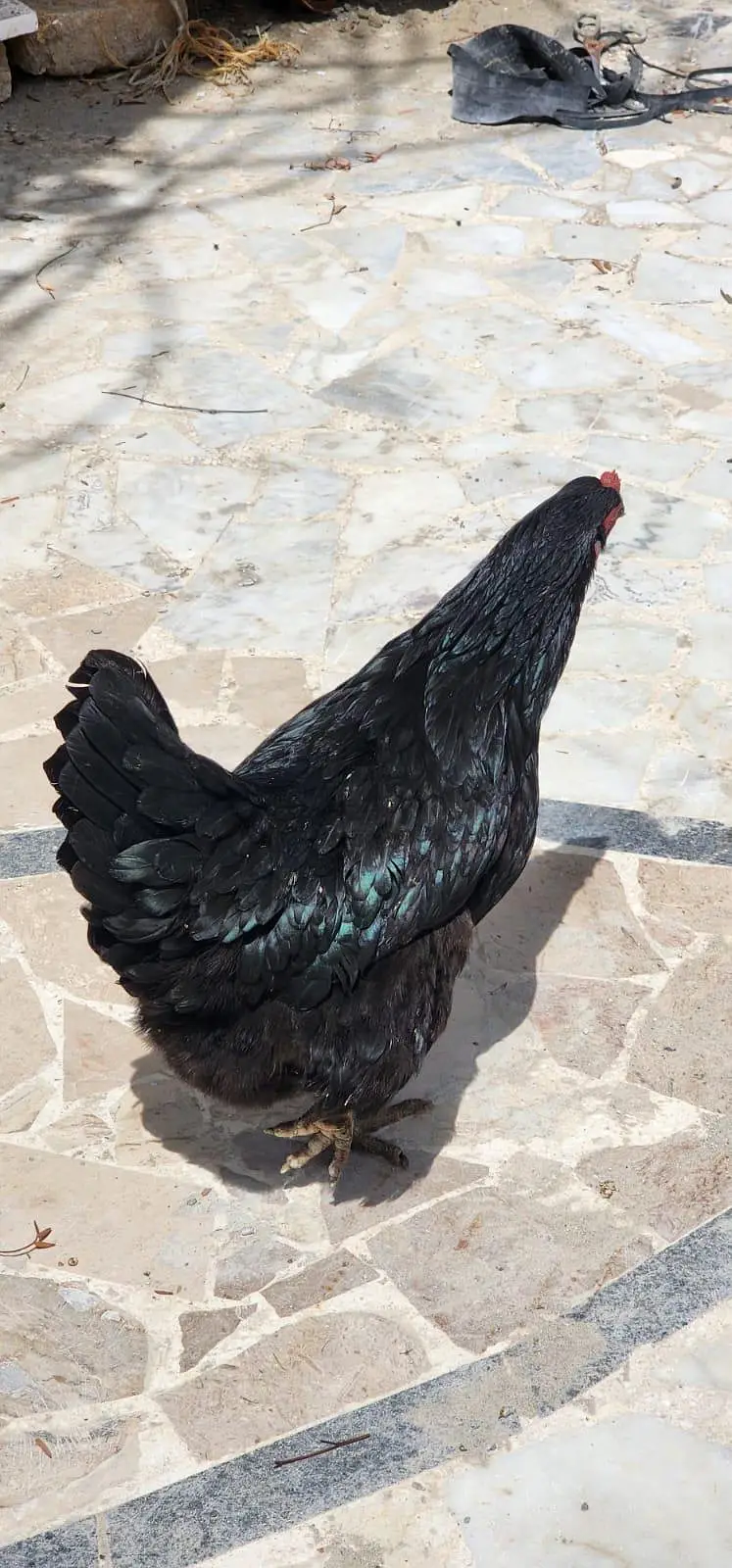 luhman black hen 364 egg — photo 2