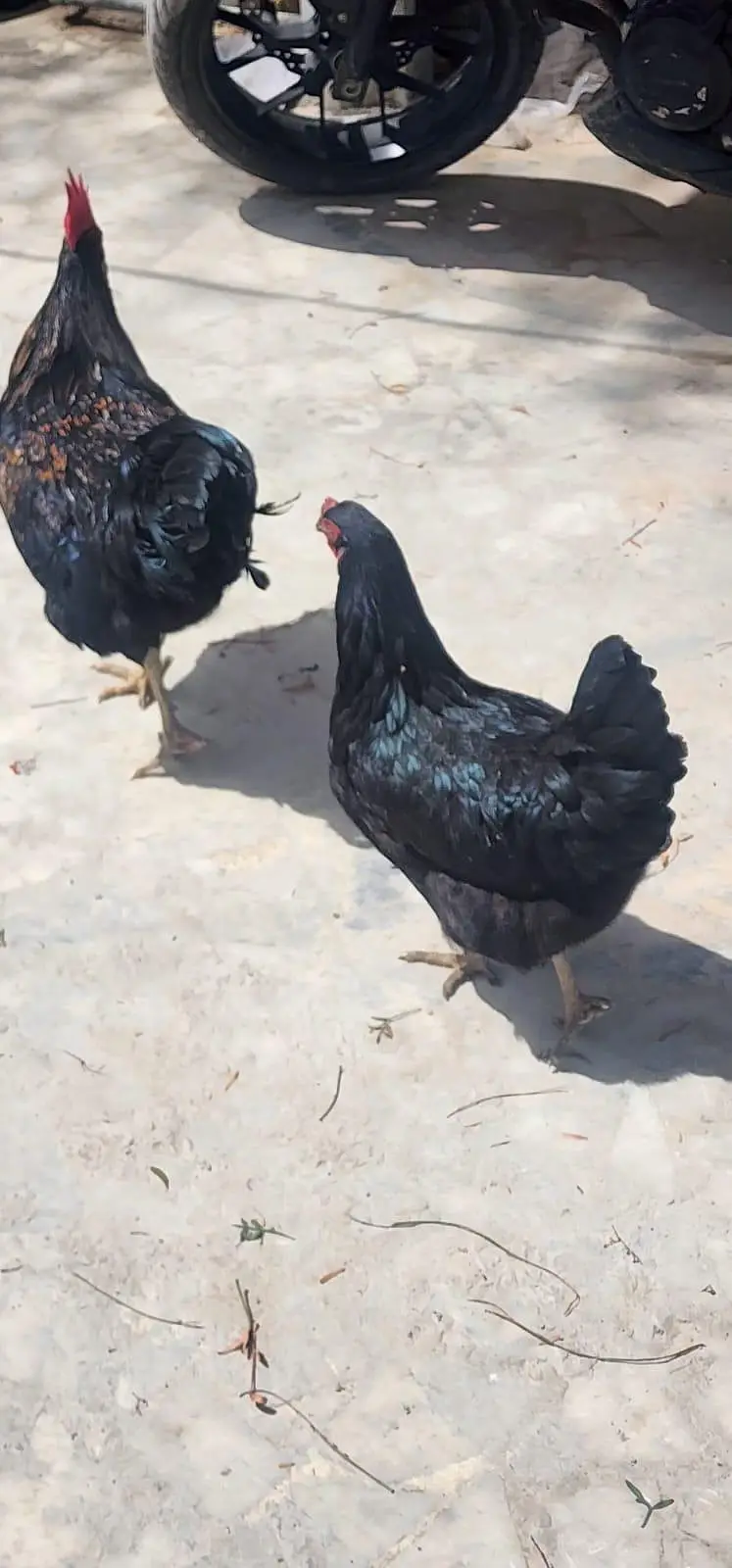 luhman black hen 364 egg — photo 3