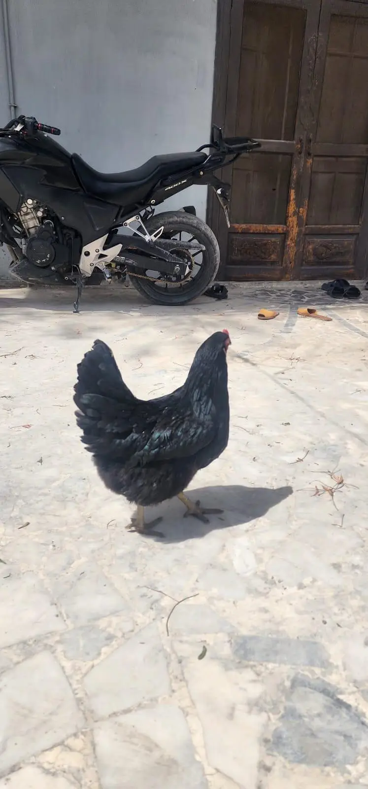 luhman black hen 364 egg — photo 4