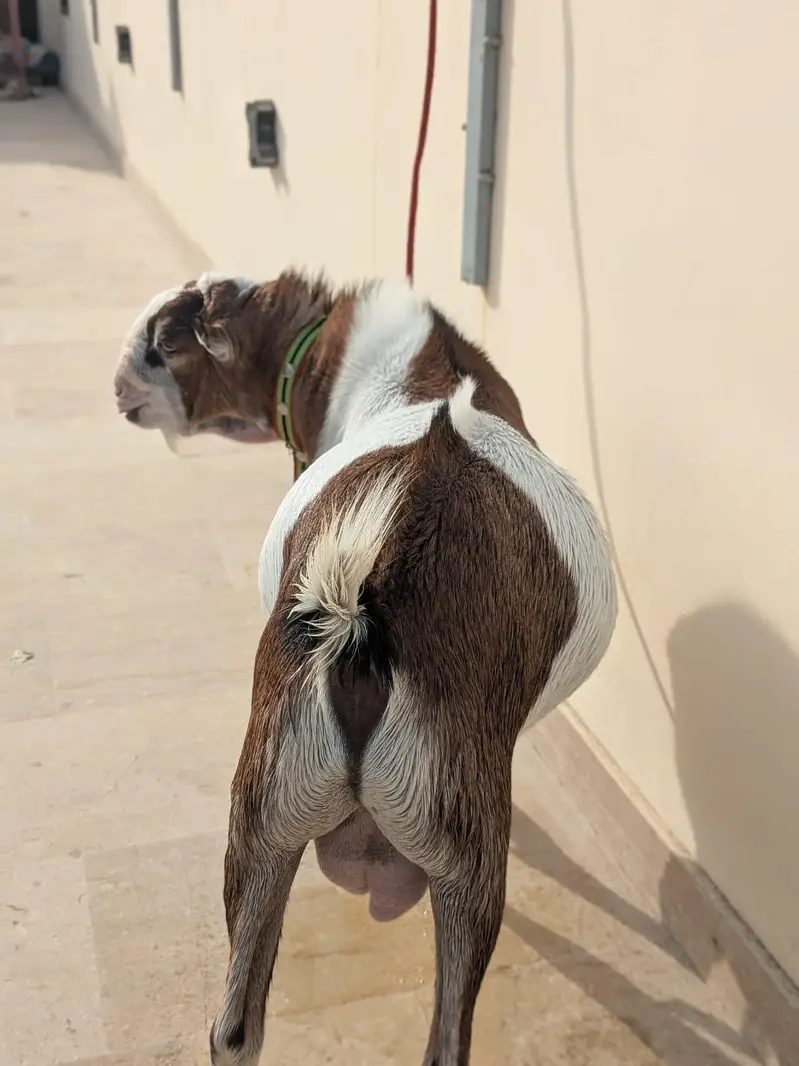 Tedda for sell — photo 4