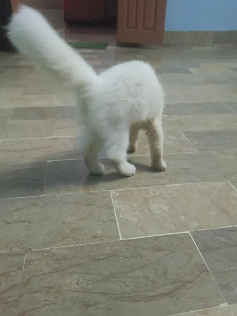 Persian cat