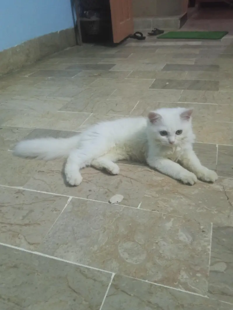 Persian cat — photo 2