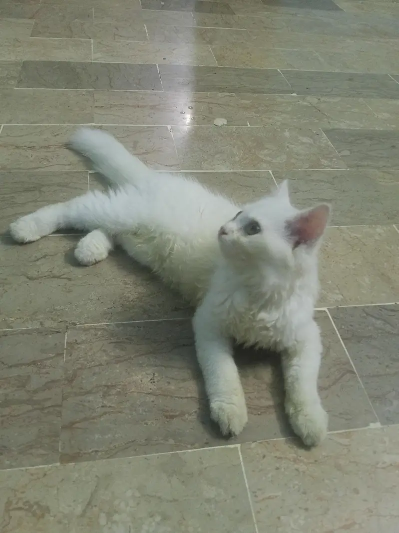 Persian cat — photo 3