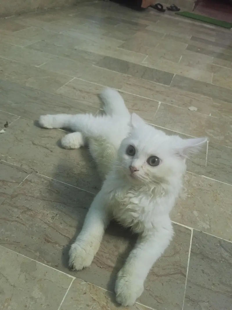 Persian cat — photo 4