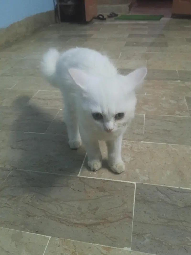 Persian cat — photo 5