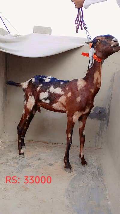 Tapri & Bisser Female For Sell: 0334-3769578.