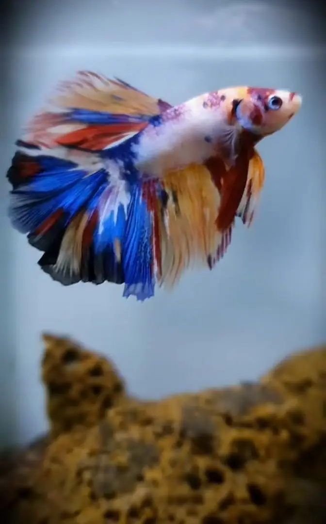Betta fish — photo 4