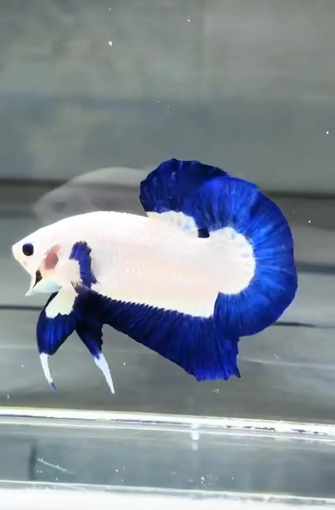 Betta fish — photo 5