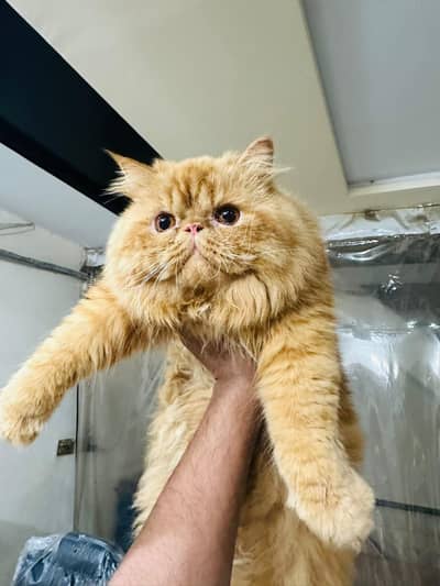 Pure Persian Peke Face (Male) – 10 Months – Vaccinated – Triple Coat