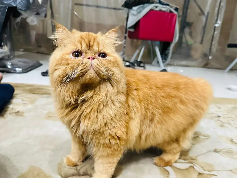 Pure Persian Peke Face (Male) – 10 Months – Vaccinated – Triple Coat — photo 2
