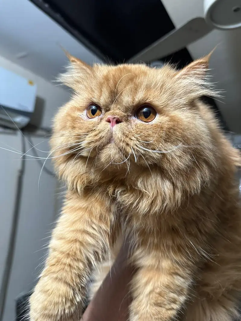 Pure Persian Peke Face (Male) – 10 Months – Vaccinated – Triple Coat — photo 3