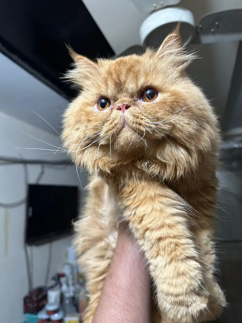 Pure Persian Peke Face (Male) – 10 Months – Vaccinated – Triple Coat — photo 4