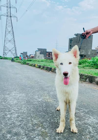 white husky breeder female Black male