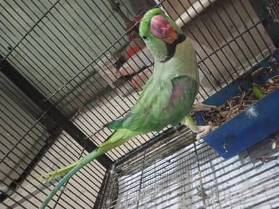 green parrot healthy and strong