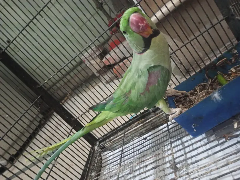green parrot healthy and strong