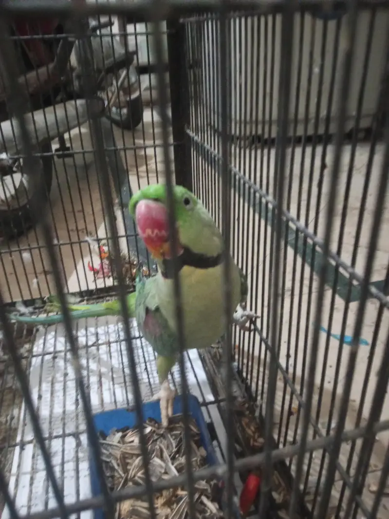 green parrot healthy and strong — photo 2