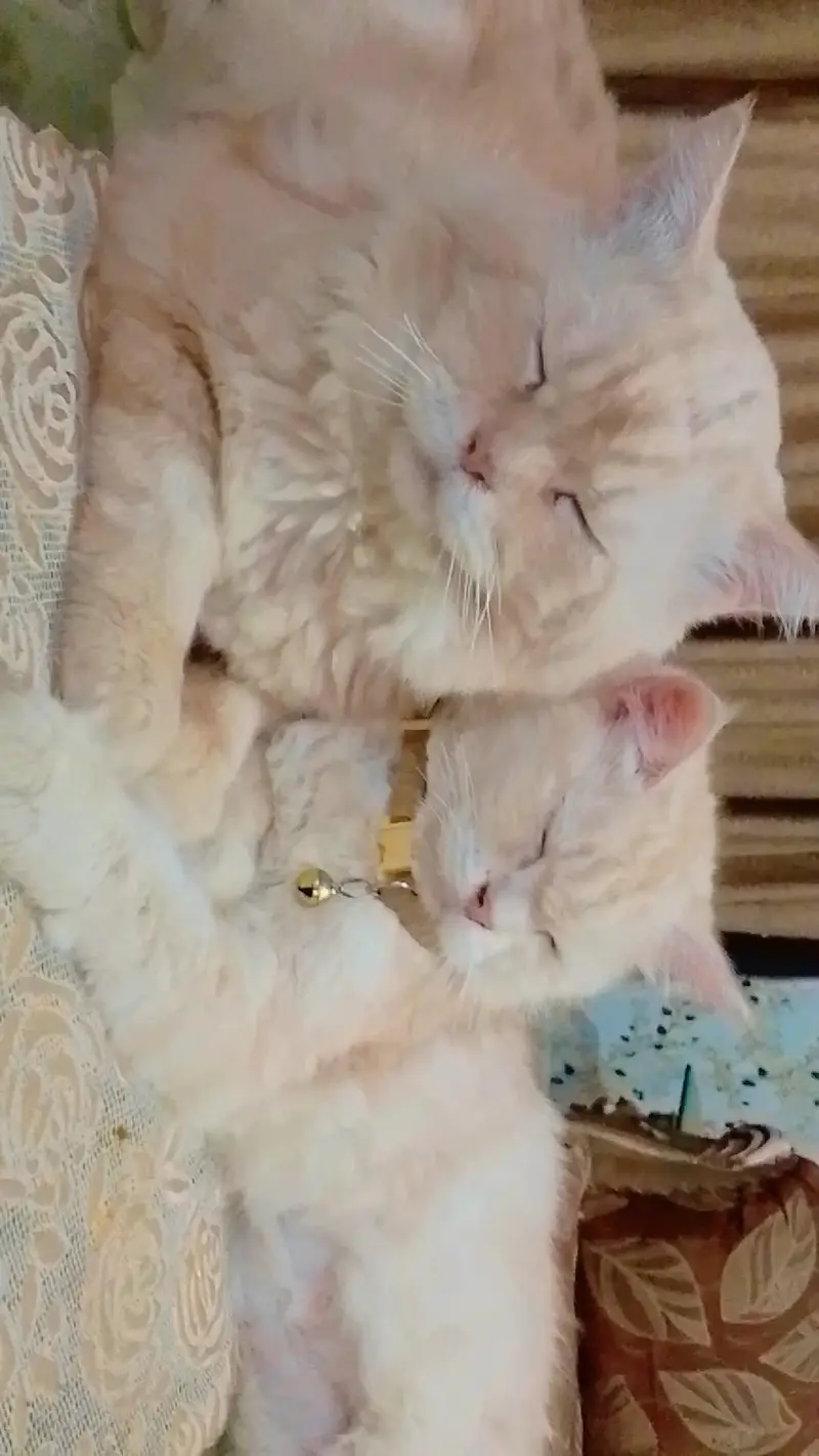 Persian cats