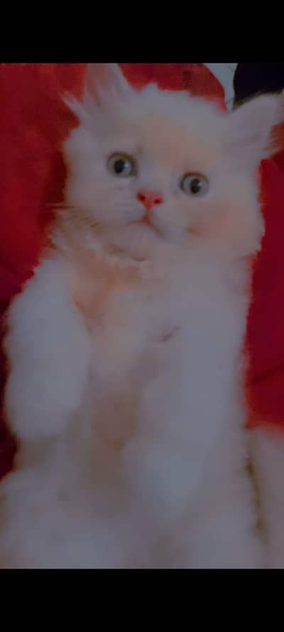 Persion kittenz