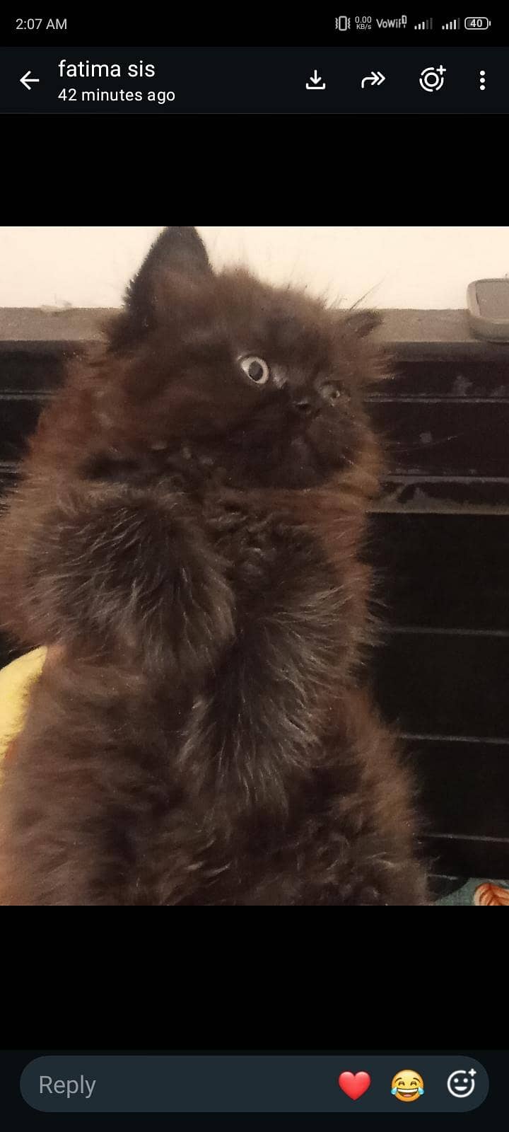 Persion kittenz 1