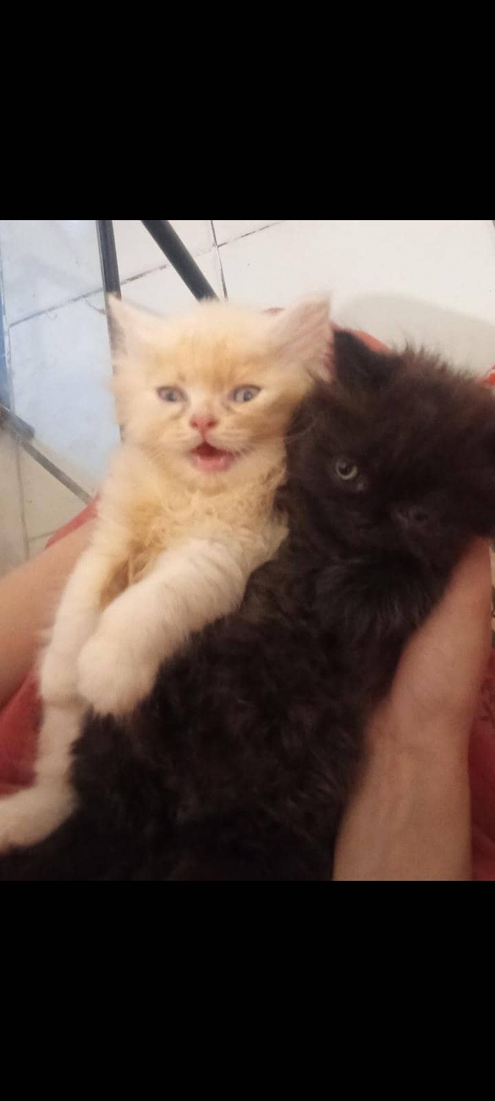 Persion kittenz 2